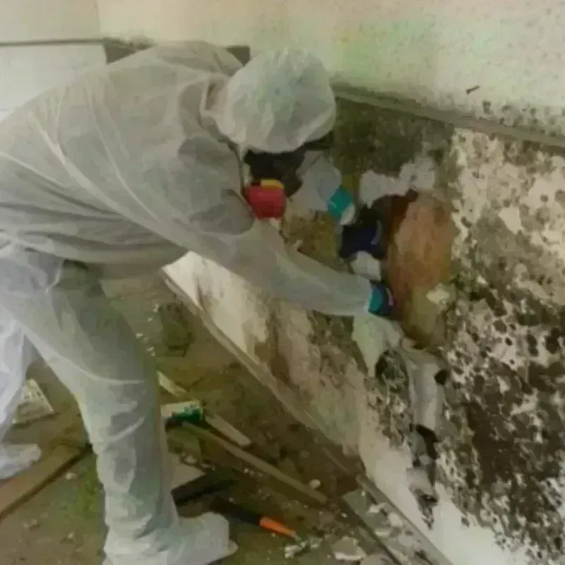 Best Mold Remediation and Removal Service in El Dorado Hills, CA